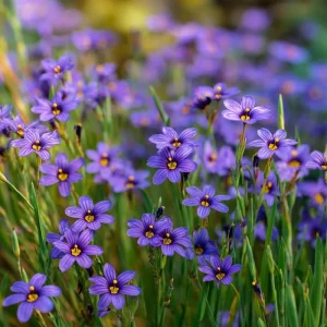 Western Blue Eyed Grass Seeds - Sisyrinchium bellum - 100 Seeds Perennial Wildflower - Image 3