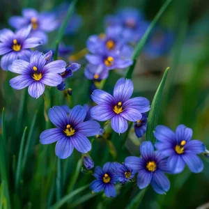 Western Blue Eyed Grass Seeds - Sisyrinchium bellum - 100 Seeds Perennial Wildflower - Image 5