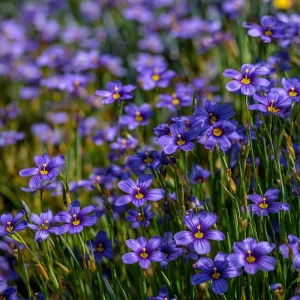 Western Blue Eyed Grass Seeds - Sisyrinchium bellum - 100 Seeds Perennial Wildflower - Image 6