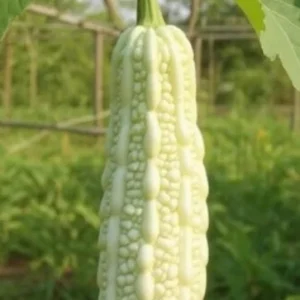White Bitter Gourd Seeds – Heirloom Ivory Bitter Melon Seeds for Asian Cuisine – 10 Seeds - Image 1