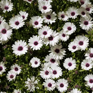 White Cape Daisy Seeds - 60 Count Osteospermum Perennial Blooms - Image 2