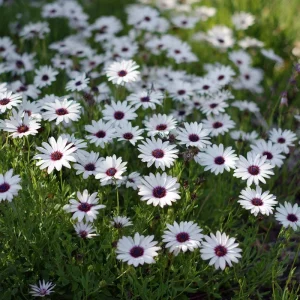White Cape Daisy Seeds - 60 Count Osteospermum Perennial Blooms - Image 3