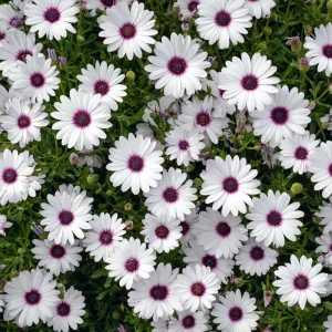 White Cape Daisy Seeds - 60 Count Osteospermum Perennial Blooms - Image 4