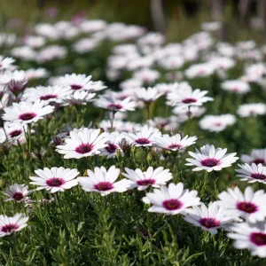 White Cape Daisy Seeds - 60 Count Osteospermum Perennial Blooms - Image 5