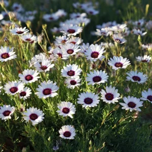 White Cape Daisy Seeds - 60 Count Osteospermum Perennial Blooms - Image 6