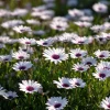 White Cape Daisy Seeds - 60 Count Osteospermum Perennial Blooms - Image 1