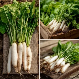 White Icicle Radish Seeds – Heirloom Vegetable – 200 Count – Mild Flavor, Fast Growing - Image 3