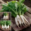 White Icicle Radish Seeds – Heirloom Vegetable – 200 Count – Mild Flavor, Fast Growing - Image 1