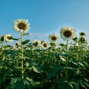White Nite Sunflower Seeds – 20 Seeds – Creamy White Blooms – Annual - Image 3