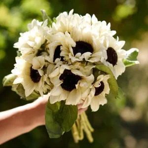 White Nite Sunflower Seeds – 20 Seeds – Creamy White Blooms – Annual - Image 4