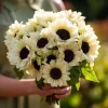 White Nite Sunflower Seeds – 20 Seeds – Creamy White Blooms – Annual - Image 1