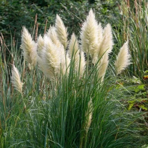 White Pampas Grass Seeds – 100 Count – Elegant Plumes – Drought-Tolerant - Image 2