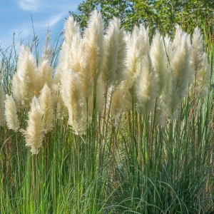 White Pampas Grass Seeds – 100 Count – Elegant Plumes – Drought-Tolerant - Image 3