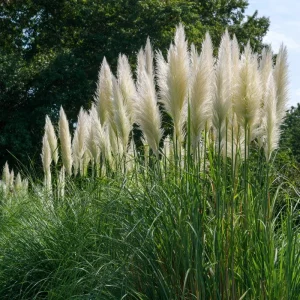 White Pampas Grass Seeds – 100 Count – Elegant Plumes – Drought-Tolerant - Image 4