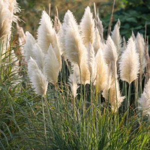 White Pampas Grass Seeds – 100 Count – Elegant Plumes – Drought-Tolerant - Image 1