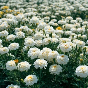 White Swan F1 Marigold Seeds - 20 Edible Flower Seeds, Long-Blooming Annual - Image 2