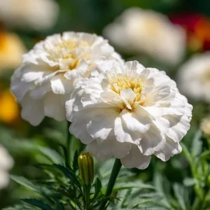White Swan F1 Marigold Seeds - 20 Edible Flower Seeds, Long-Blooming Annual - Image 5