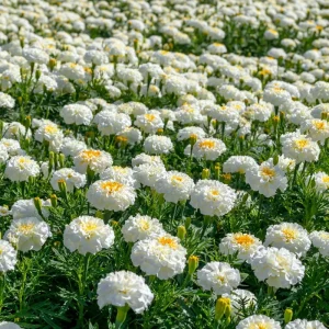 White Swan F1 Marigold Seeds - 20 Edible Flower Seeds, Long-Blooming Annual - Image 6