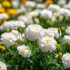 White Swan F1 Marigold Seeds - 20 Edible Flower Seeds, Long-Blooming Annual - Image 1