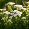 White Yarrow Seeds – Achillea millefolium – 500 Seed Pack – Perennial Garden - Image 1