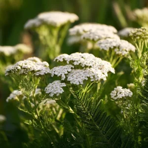 White Yarrow Seeds – Achillea millefolium – 500 Seed Pack – Perennial Garden - Image 1