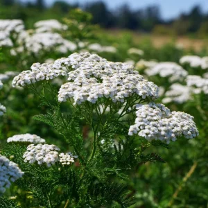 White Yarrow Seeds – Achillea millefolium – 500 Seed Pack – Perennial Garden - Image 2