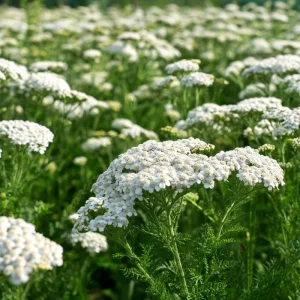 White Yarrow Seeds – Achillea millefolium – 500 Seed Pack – Perennial Garden - Image 4