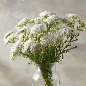 White Yarrow Seeds – Achillea millefolium – 500 Seed Pack – Perennial Garden - Image 5
