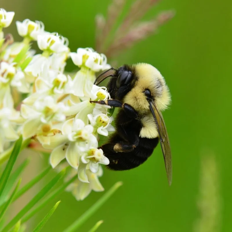 Whorled Milkweed Seeds 50 Count - Native Pollinator Plant for Gardens - Image 1