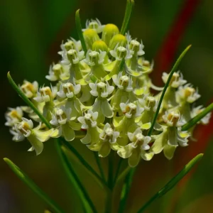 Whorled Milkweed Seeds 50 Count - Native Pollinator Plant for Gardens - Image 2