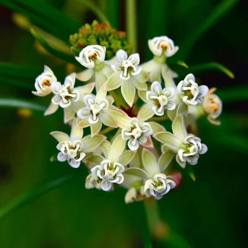 Whorled Milkweed Seeds 50 Count - Native Pollinator Plant for Gardens - Image 3