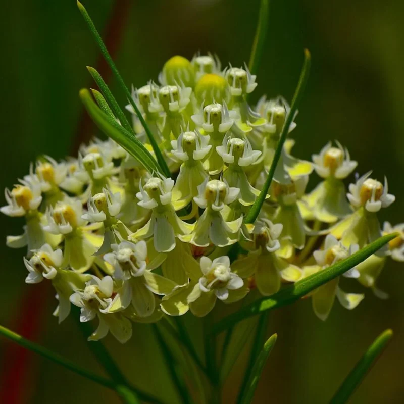 Whorled Milkweed Seeds 50 Count - Native Pollinator Plant for Gardens - Image 4