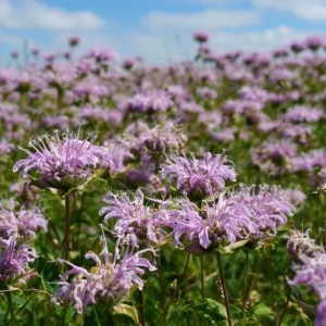 Wild Bergamot Seeds - Monarda fistulosa - 150 Seeds - Pollinator Friendly - Image 2