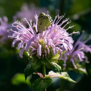 Wild Bergamot Seeds - Monarda fistulosa - 150 Seeds - Pollinator Friendly - Image 3