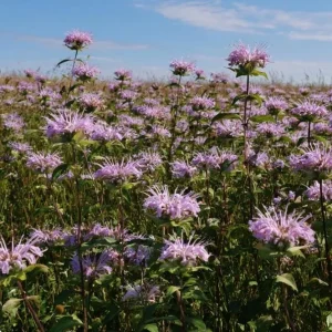 Wild Bergamot Seeds - Monarda fistulosa - 150 Seeds - Pollinator Friendly - Image 4