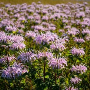 Wild Bergamot Seeds - Monarda fistulosa - 150 Seeds - Pollinator Friendly - Image 5