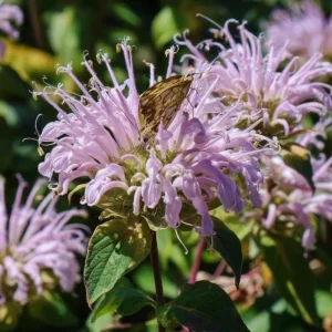 Wild Bergamot Seeds - Monarda fistulosa - 150 Seeds - Pollinator Friendly - Image 1