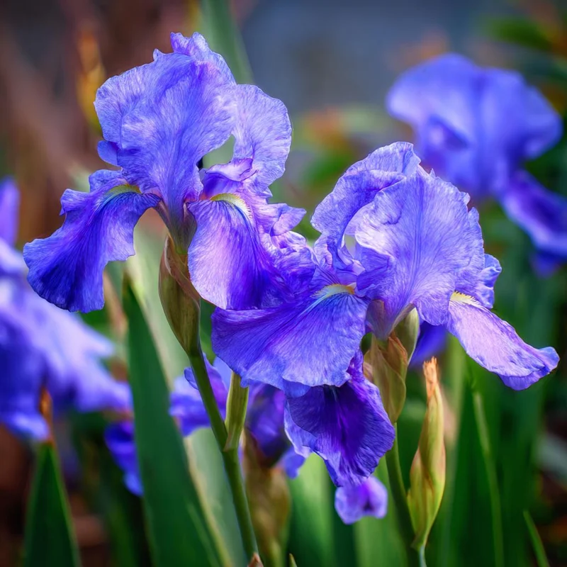 Wild Blue Iris Flower Seeds - 25 Rocky Mountain Iris Seeds for Outdoor Planting - Image 3
