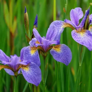 Wild Blue Iris Flower Seeds - 25 Rocky Mountain Iris Seeds for Outdoor Planting - Image 4