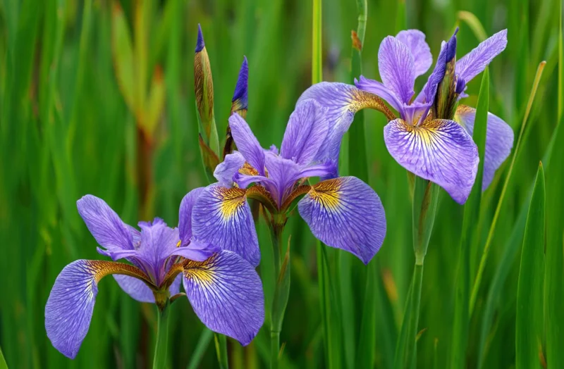 Wild Blue Iris Flower Seeds - 25 Rocky Mountain Iris Seeds for Outdoor Planting - Image 4