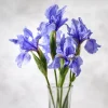 Wild Blue Iris Flower Seeds - 25 Rocky Mountain Iris Seeds for Outdoor Planting - Image 1