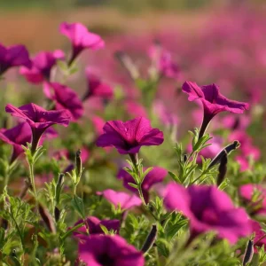 Wild Petunia Seeds - 250 Colorful Hardy Blooms, Easy Annual for Gardens - Image 4