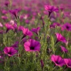 Wild Petunia Seeds - 250 Colorful Hardy Blooms, Easy Annual for Gardens - Image 1