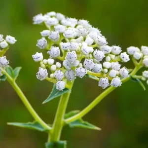 Wild Quinine Seeds - American Feverfew, Heirloom Medicinal Herb - 50 Seed Pack - Image 2