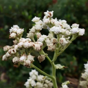 Wild Quinine Seeds - American Feverfew, Heirloom Medicinal Herb - 50 Seed Pack - Image 3