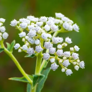 Wild Quinine Seeds - American Feverfew, Heirloom Medicinal Herb - 50 Seed Pack - Image 5