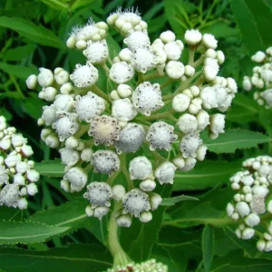 Wild Quinine Seeds - American Feverfew, Heirloom Medicinal Herb - 50 Seed Pack - Image 6