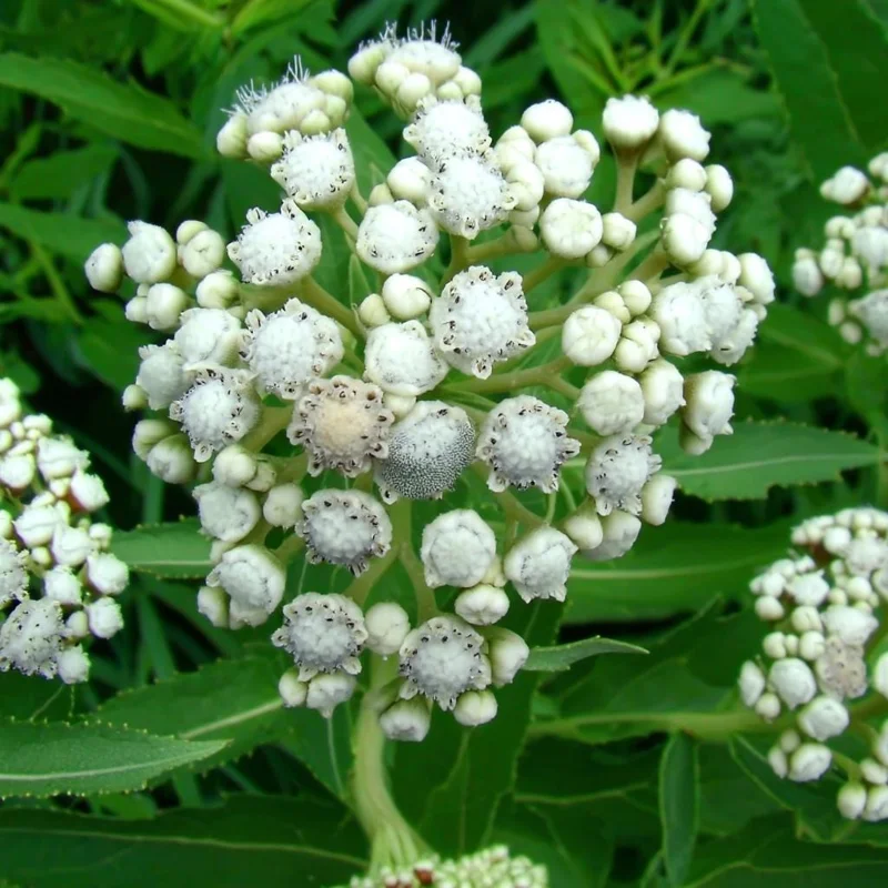 Wild Quinine Seeds - American Feverfew, Heirloom Medicinal Herb - 50 Seed Pack - Image 6