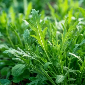 Wild Rocket Arugula Seeds - 300 Slow-Bolt Heirloom Leafy Green Seeds for Salads - Image 6