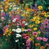 Wildflower Seeds Dry Land Mix - 1000 Seeds - Drought Tolerant, Full Sun - Image 1